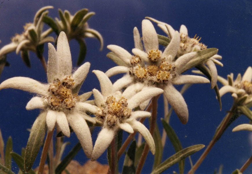 Leontopodium alpinum photo